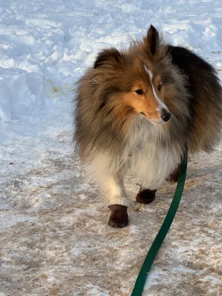 Валли, фотография