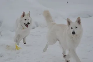 Лотта, фотография