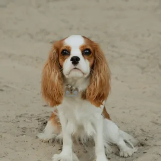 Молли, фотография