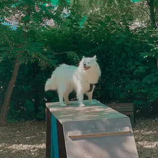Сейвер, фотография
