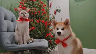 Бу, фотография