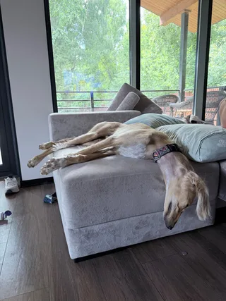 Данте, фотография
