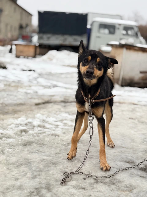 Плуто, фотография
