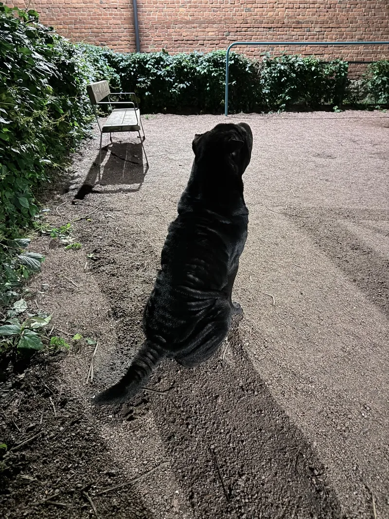 Романюк, фотография
