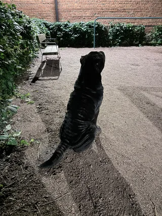 Толстый, фотография