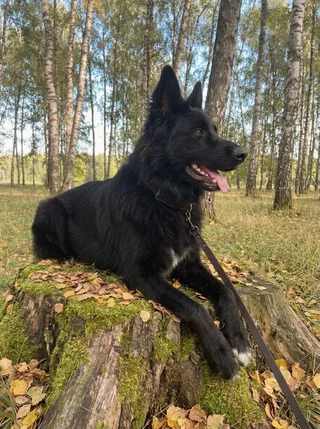 Кекс, фотография