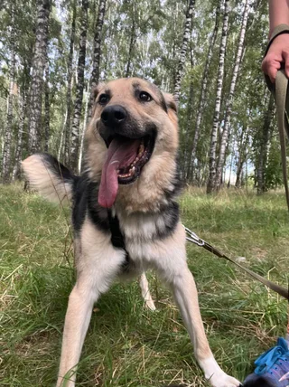 Енот Джо, фотография