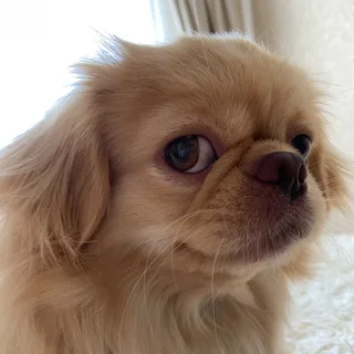 Мона, фотография