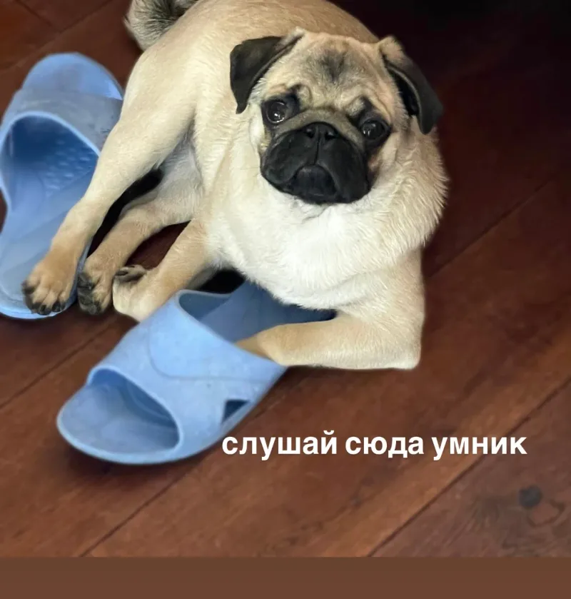Решала
