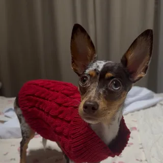 Молли, фотография
