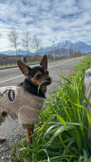 Йожик, фотография