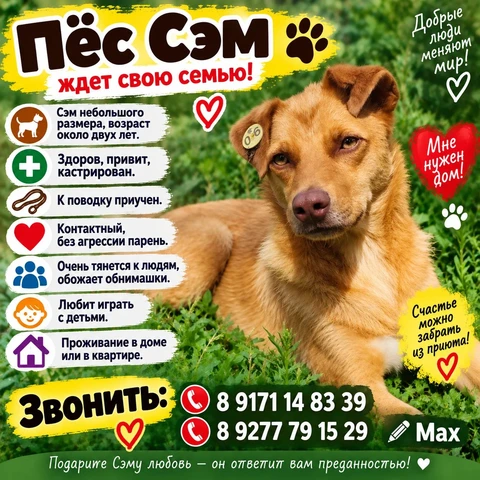 Сэм, фотография