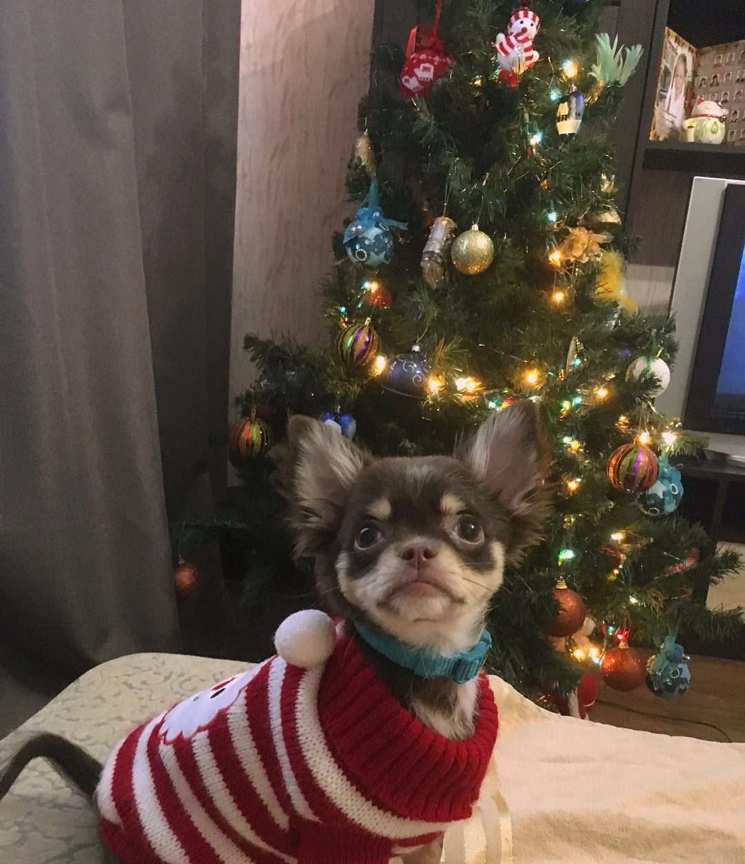 Новый Год в новом доме🎄