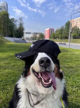 Дейзи, фотография