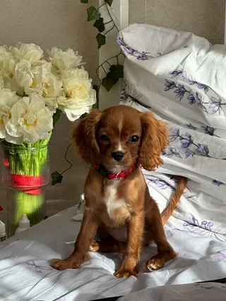 Cookie, фотография