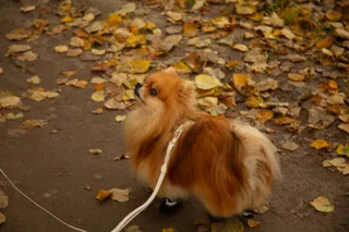 Юки, фотография