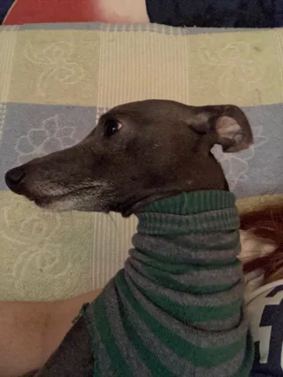 Чудесный Эльф, фотография