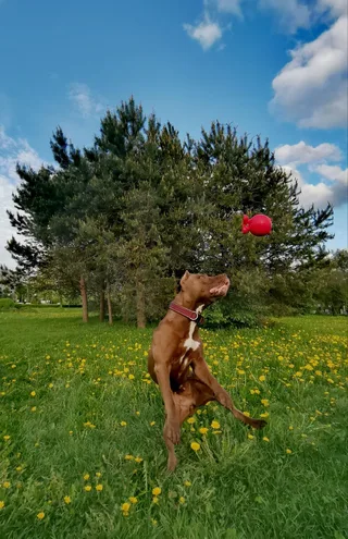 Пума, фотография