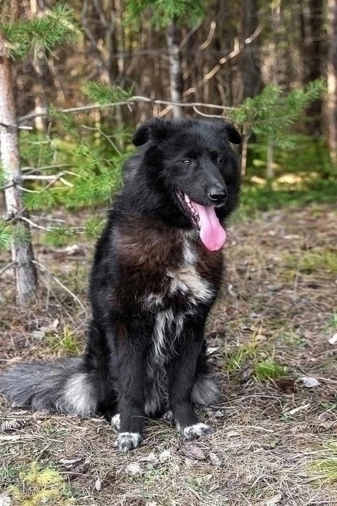 Блэк, фотография