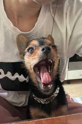 Йожик, фотография