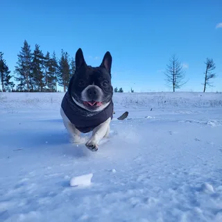 Босс, фотография