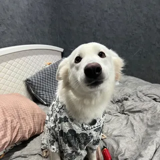 Шанти, фотография