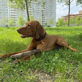 Грут, фотография