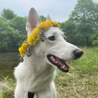 Уайт, фотография