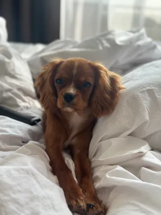 Cookie, фотография