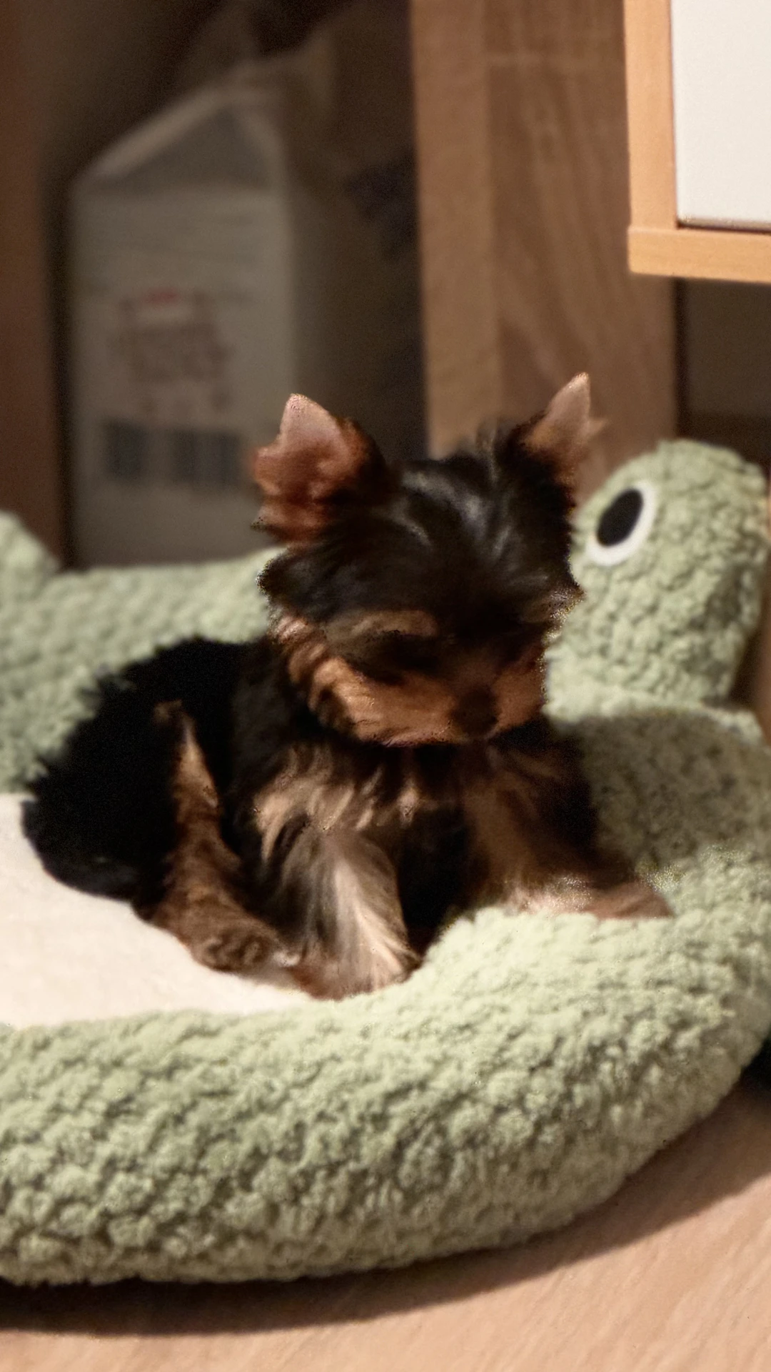 Ксения, фотография