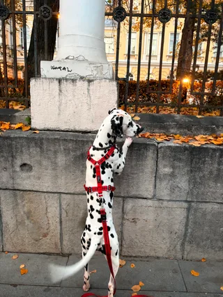 Пай, фотография