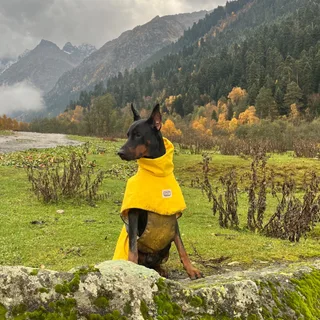 Дизель, фотография