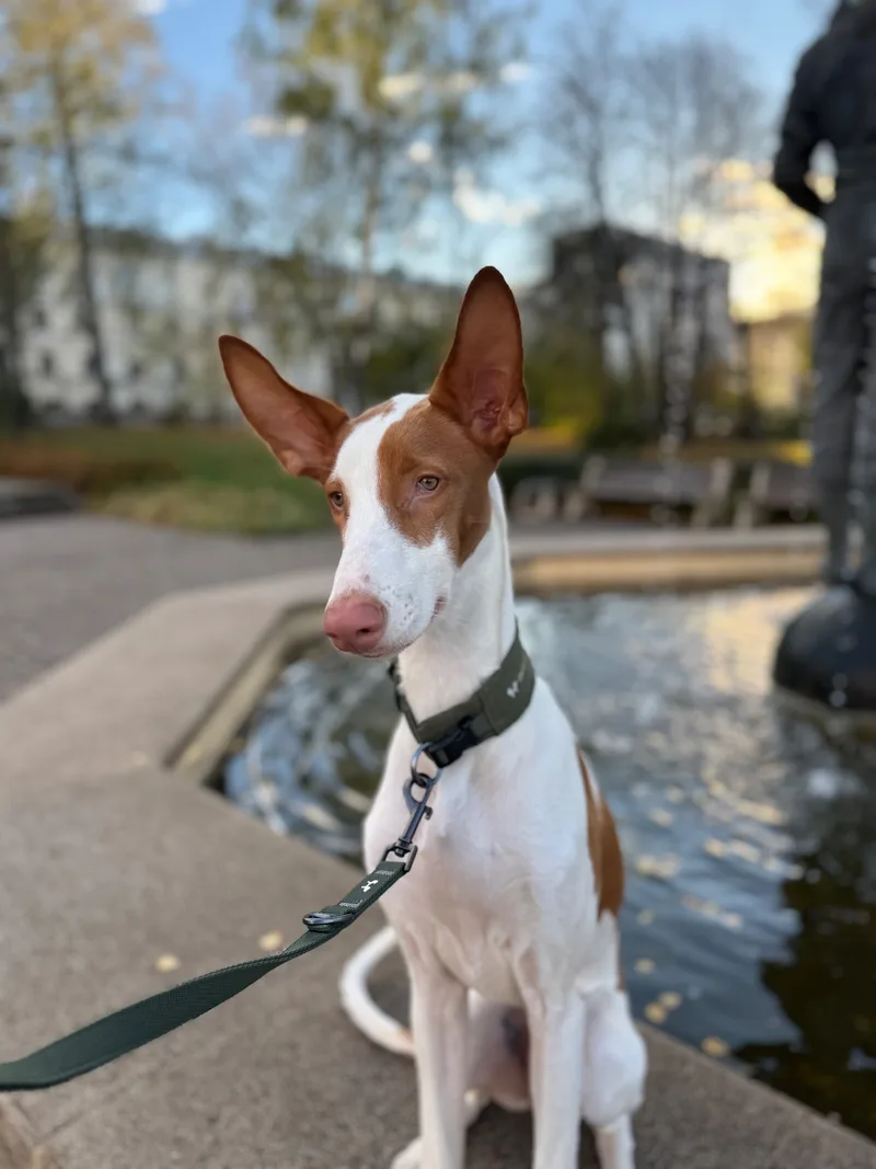 Лиля, фотография