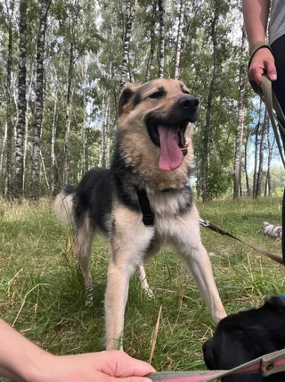 Енот Джо, фотография