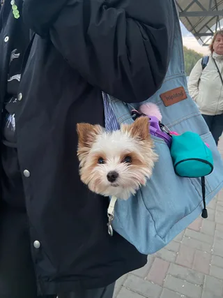 Жоззи, фотография