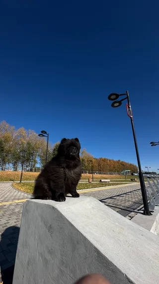 Барни, фотография