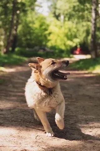 Бри, фотография