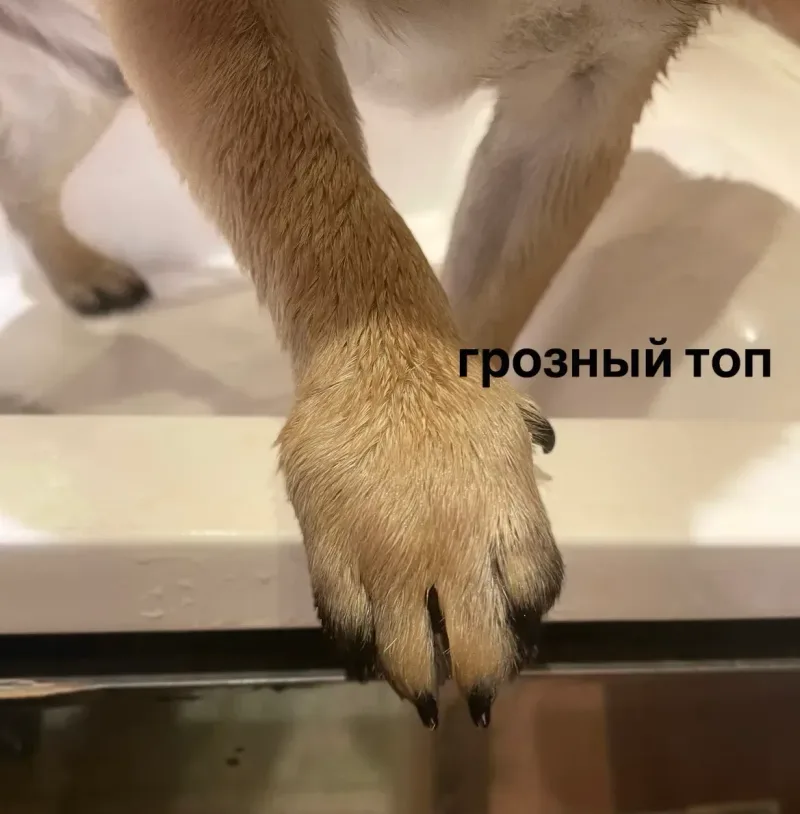 Грозный