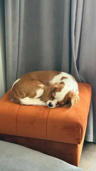 Молли, фотография
