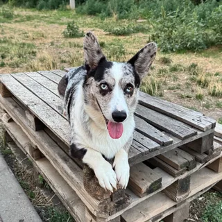 Шадель, фотография