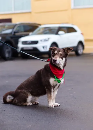 Чоко, фотография