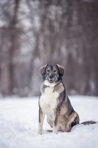 Диона, фотография