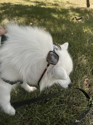 Сейвер, фотография