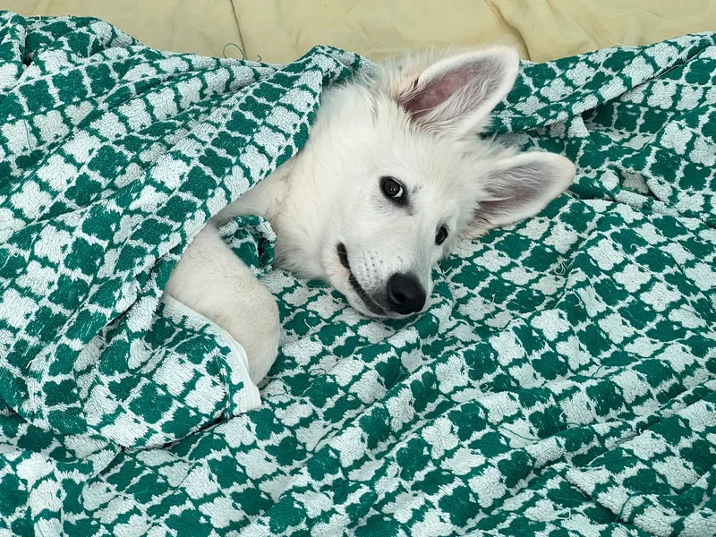 Даша, фотография