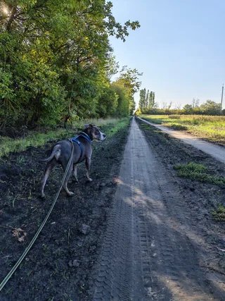 Гилвер, фотография