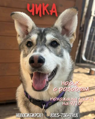 Чика, фотография