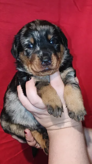 Шах, фотография