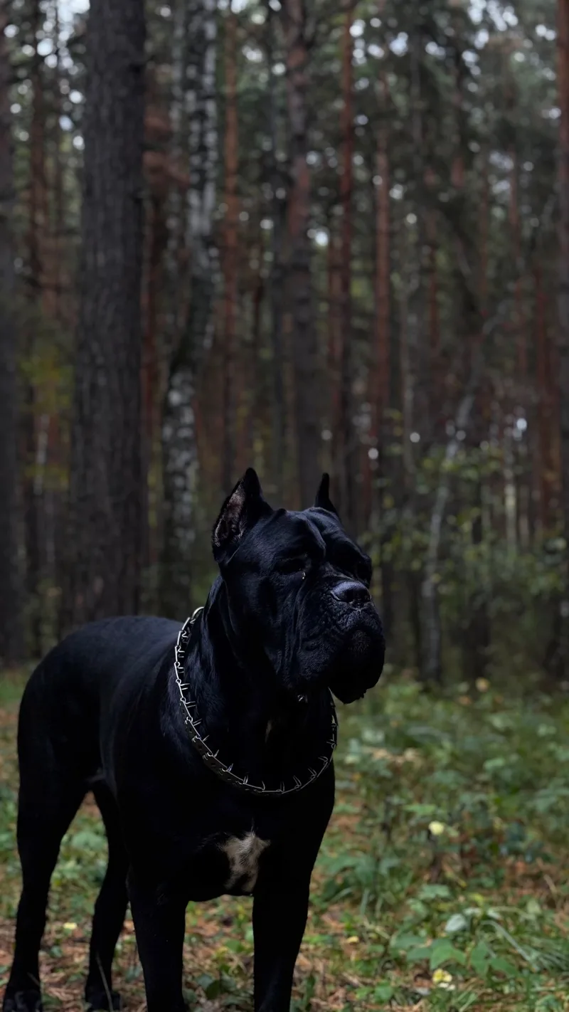 Нигина, фотография