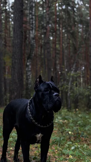 Аббета, фотография