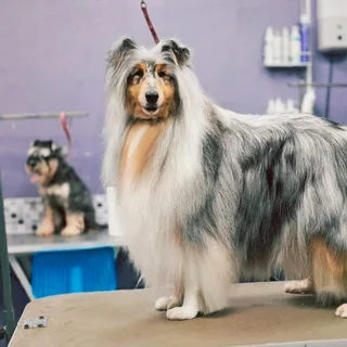 Черри, фотография